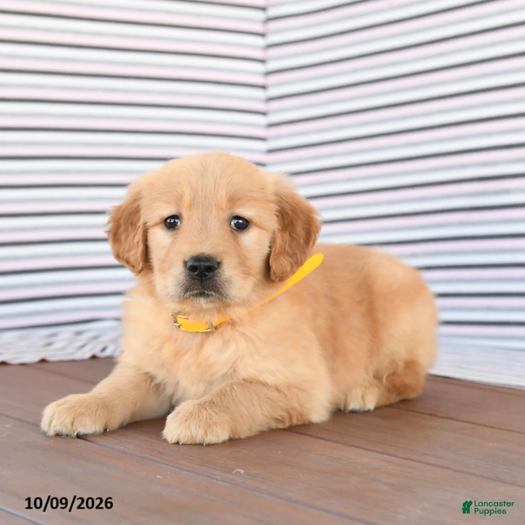  ♡ Golden Puppy Jane Golden Retriever for sale in Peach Bottom | Lancaster Puppies