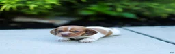 Miniature Dachshund dogs for sale: Missy Miniature Dachshund  - Ad 3