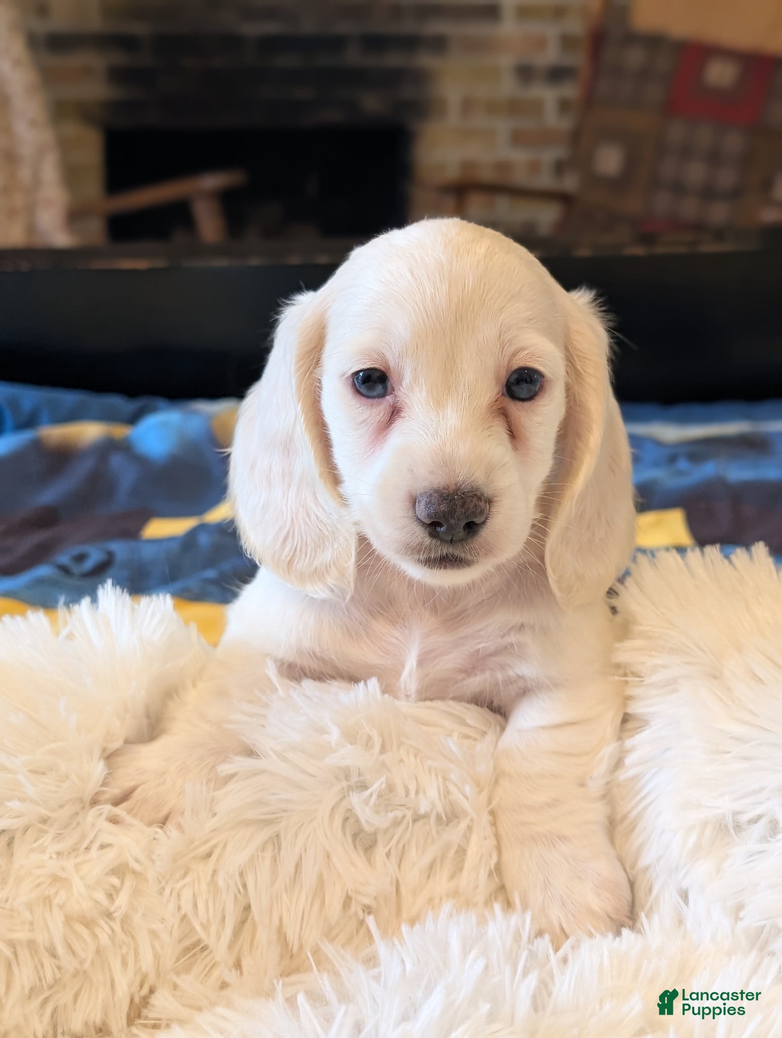 Miniature Dachshund dogs Miniature Dachshund Puppy 1 - Ad 14