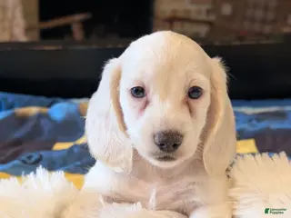 Miniature Dachshund dogs Miniature Dachshund Puppy 1 - Ad 14