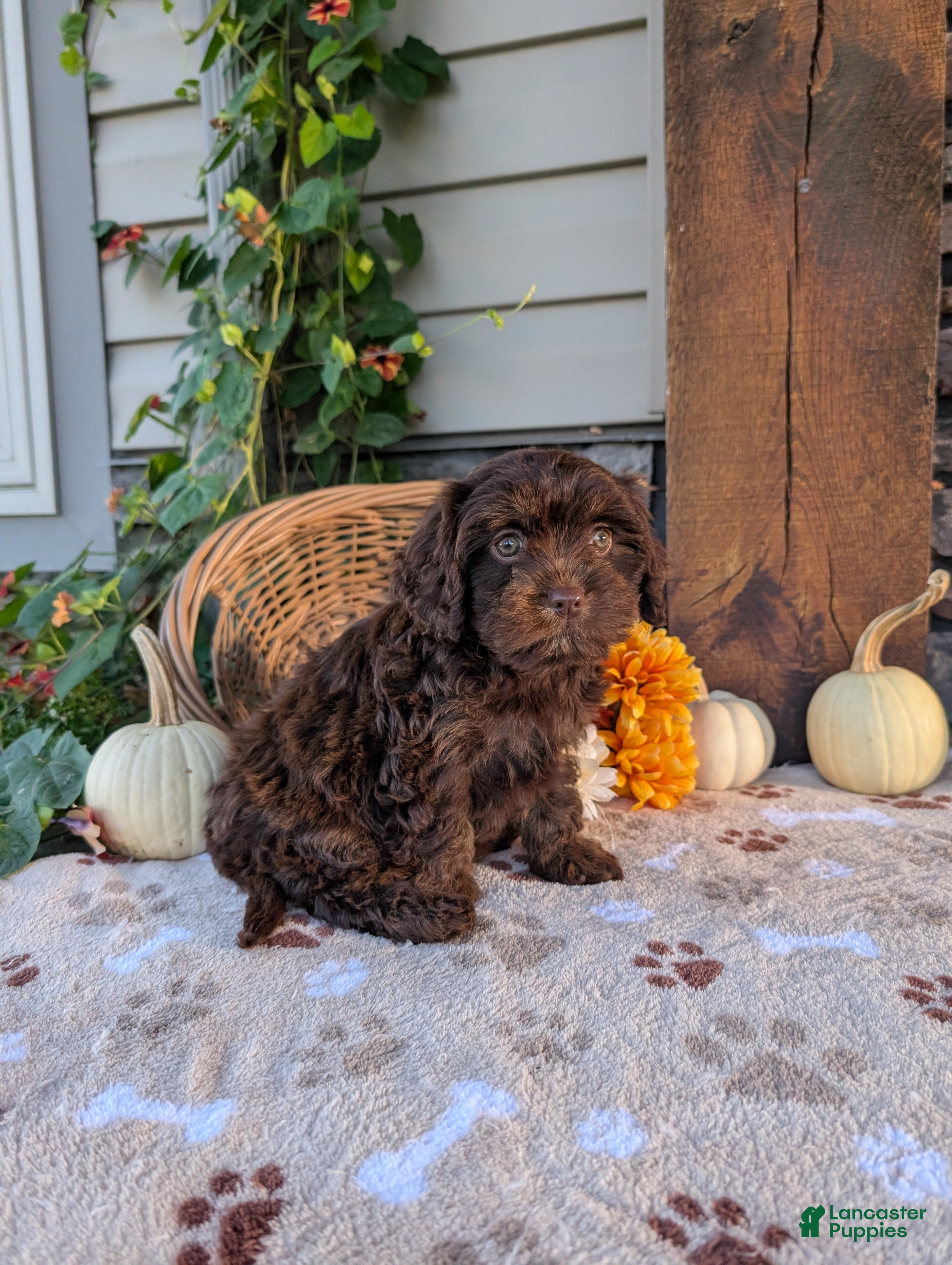 Cavapoo dogs for sale: Susie  - Ad 1