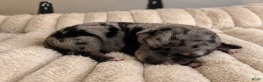 Puppy 1 