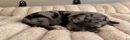 Mixed Breed dogs for sale: Puppy 1  - Ad 1