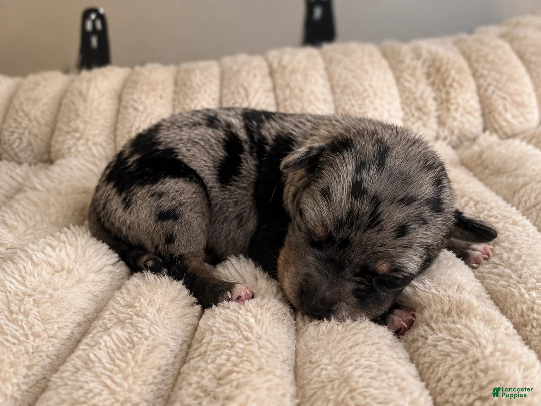 Mixed Breed dogs for sale: Puppy 1  - Ad 1