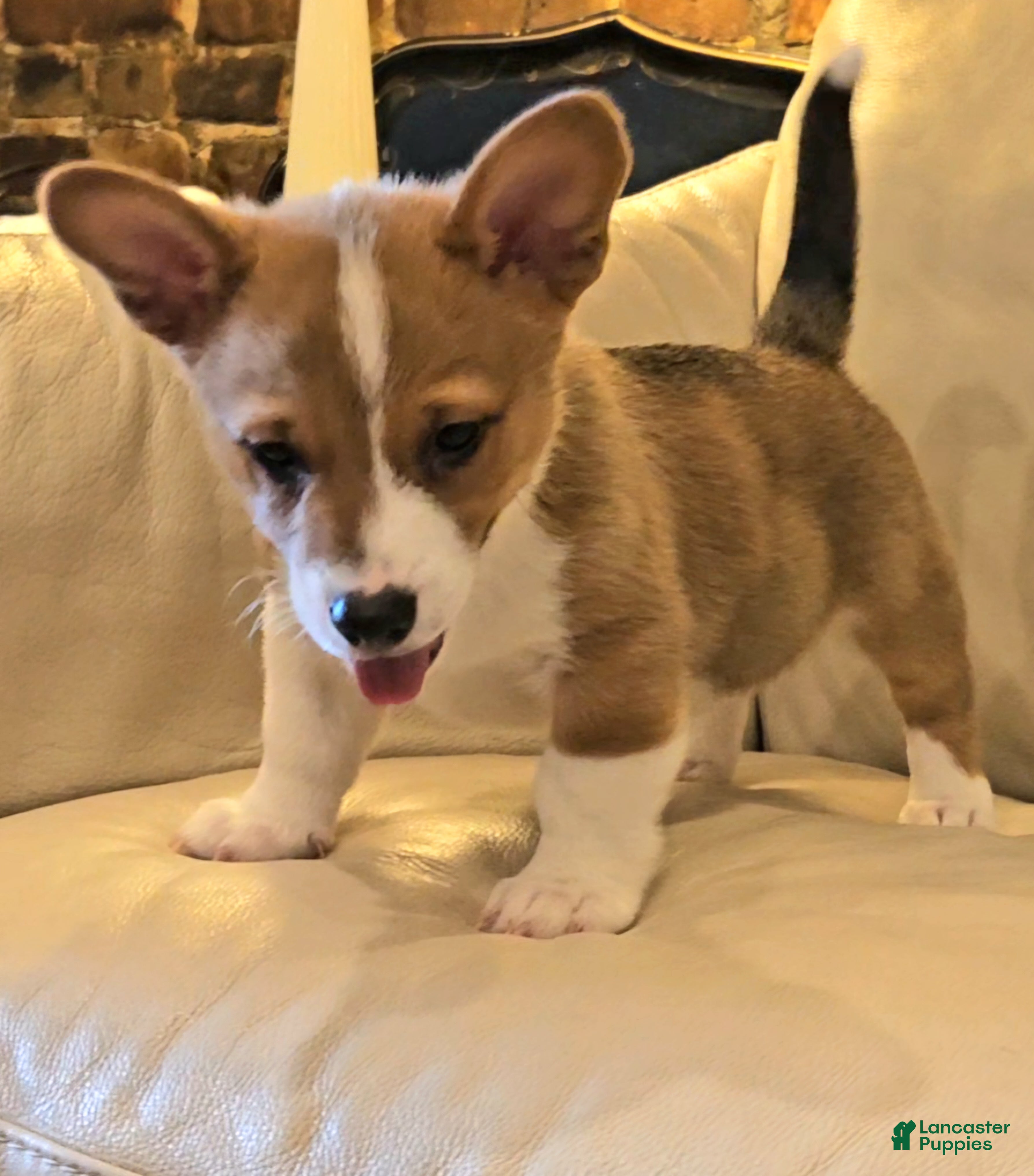 Mixed Breed dogs Xander - Ad 2