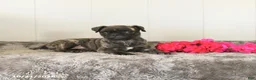 Pug dogs for sale: Misty - Ad 3