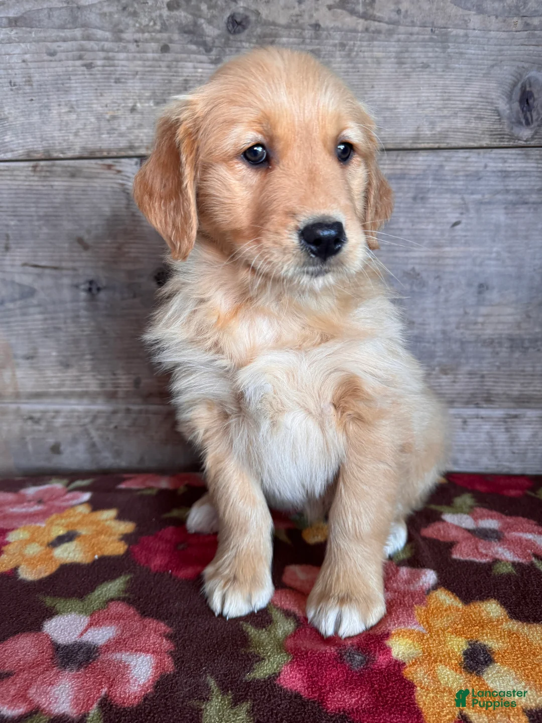 Golden Retriever dogs for sale: Golden Retriever Puppy 2 - Ad 6