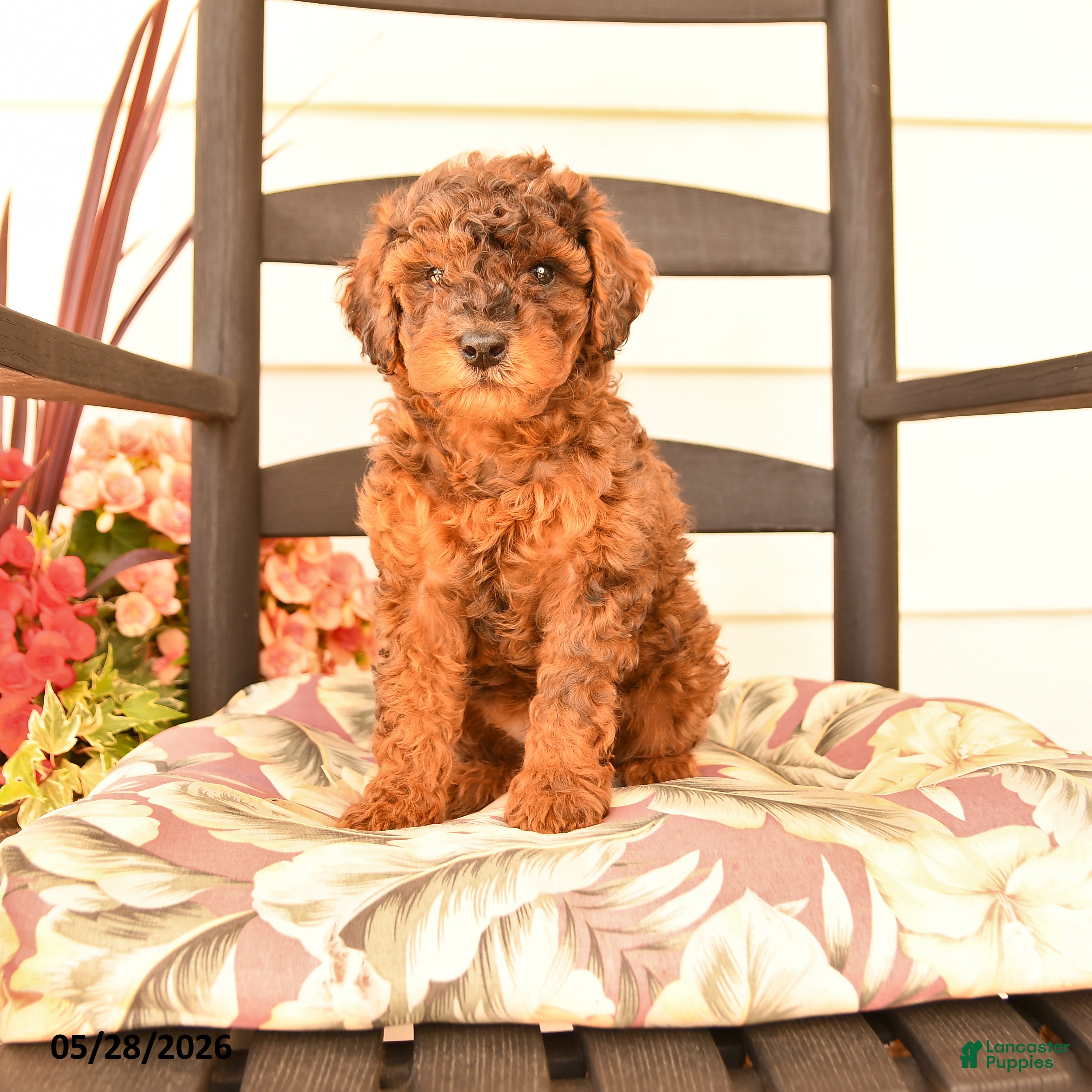 Miniature Poodle dogs Jerry - Ad 1