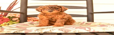 Jerry