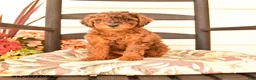 Miniature Poodle dogs for sale: Jerry - Ad 1