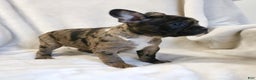 Frenchton dogs for sale: Caylee - Ad 7