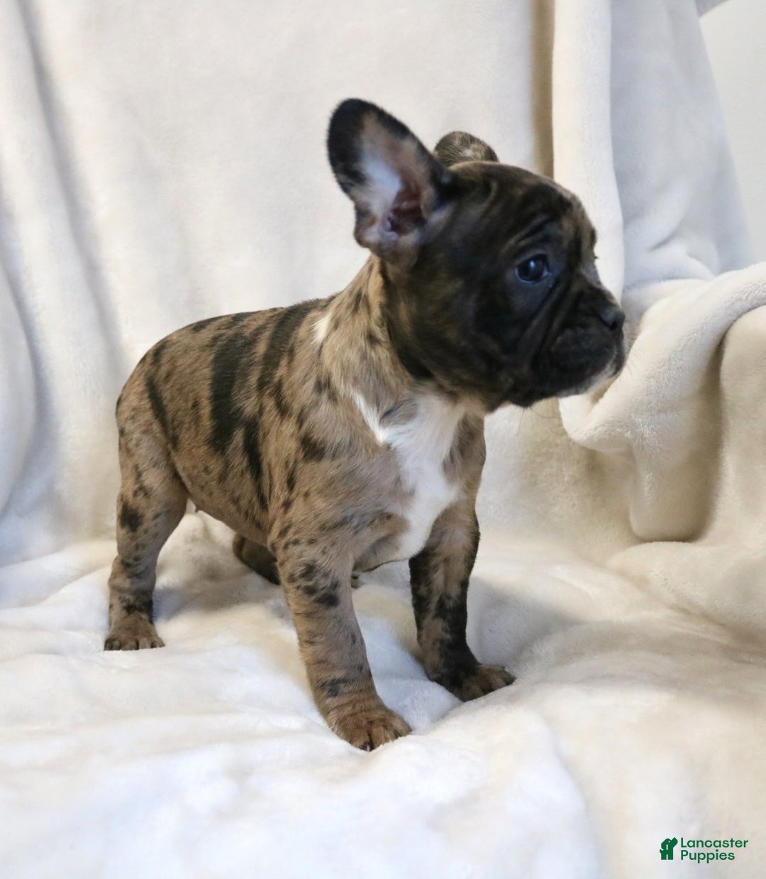 Frenchton dogs for sale: Caylee - Ad 7