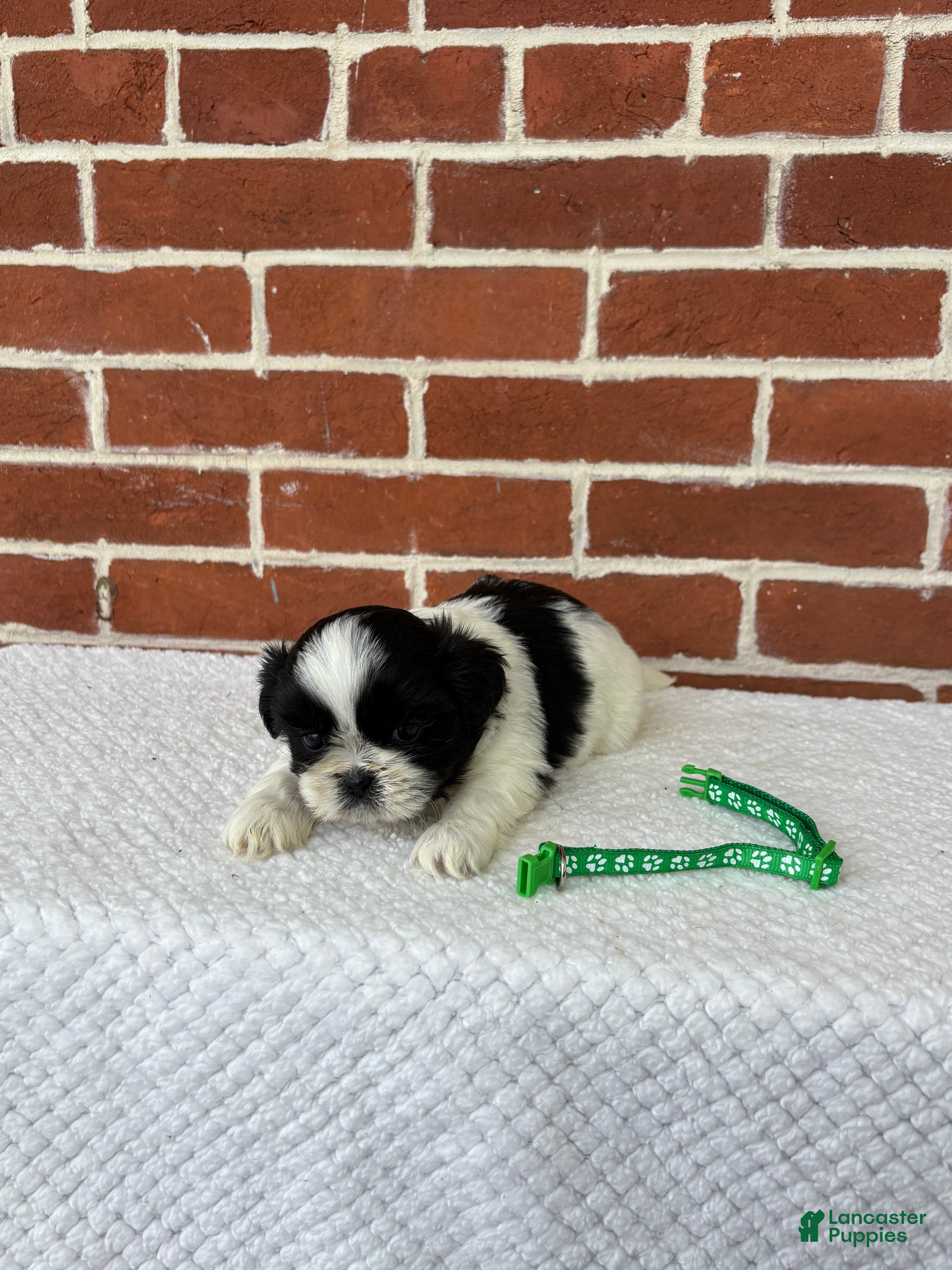 Shih Tzu dogs for sale: Louie - Ad 9