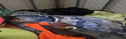 Chihuahua dogs for sale: Frankie (Chihuahua 3) - Ad 12