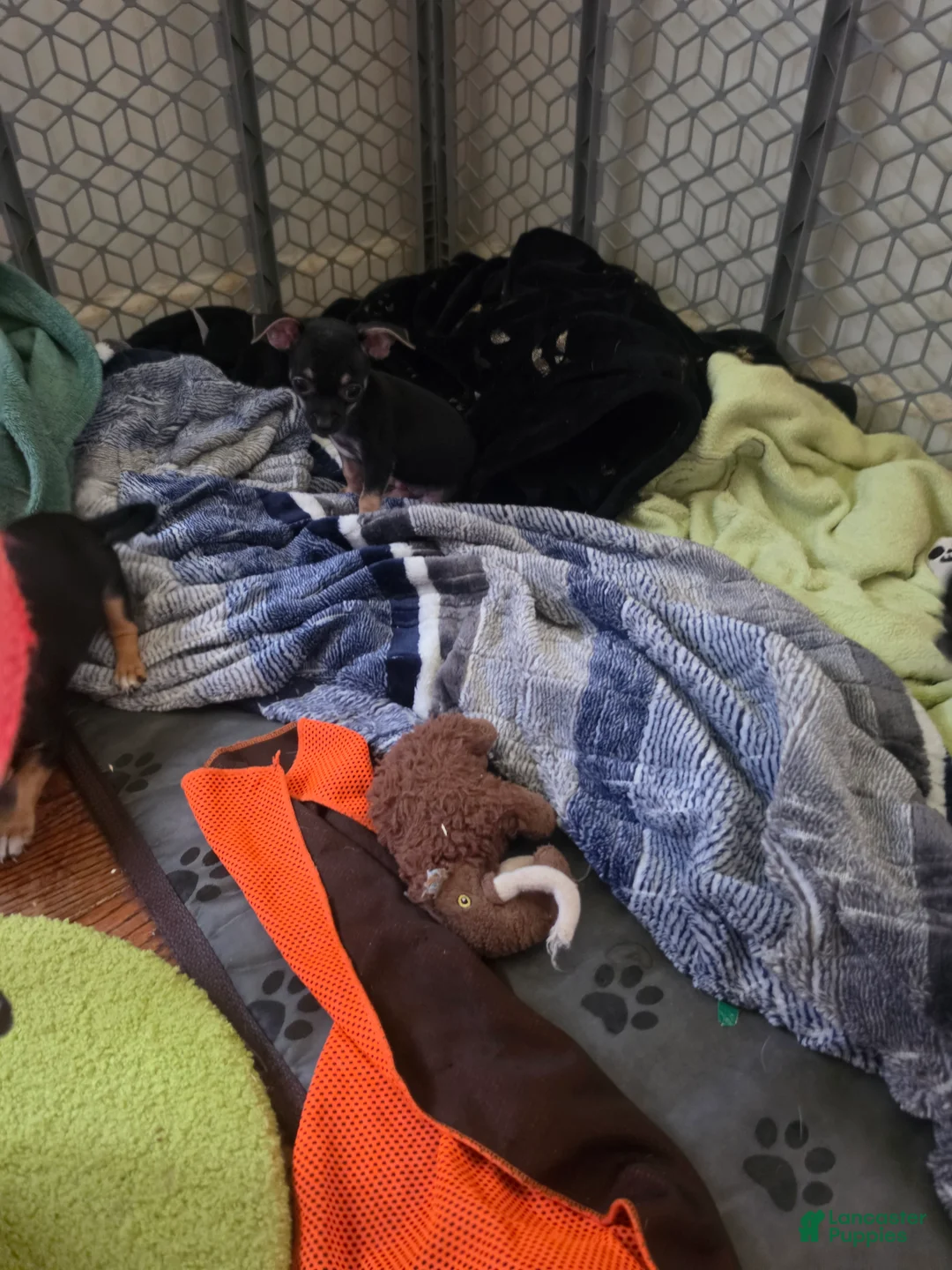 Chihuahua dogs for sale: Frankie (Chihuahua 3) - Ad 12