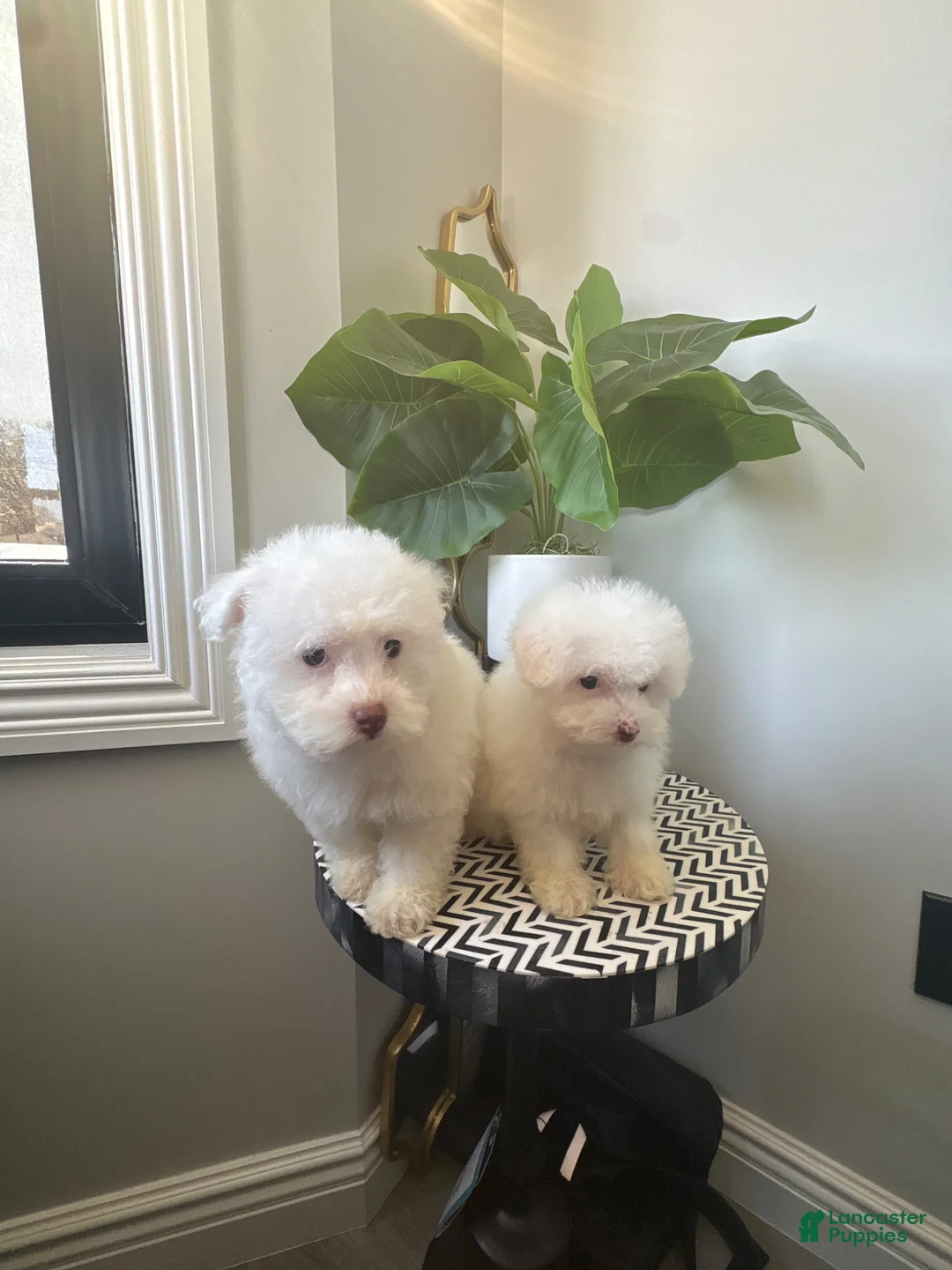 Toy Poodle dogs for sale: TEACUP TOY TOYA - Ad 6