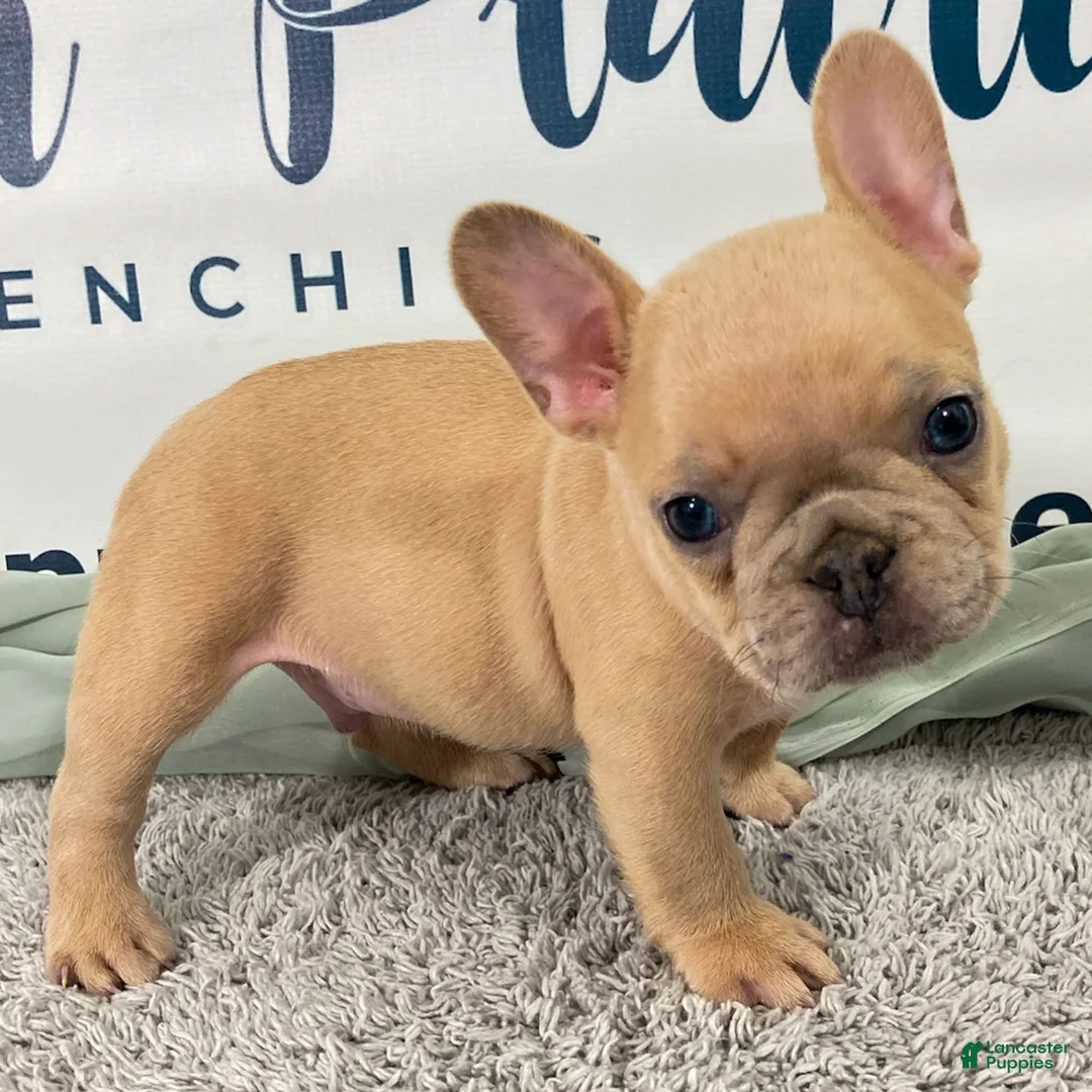 French Bulldog dogs for sale: Magnus French Bulldog Puppy  - Ad 3