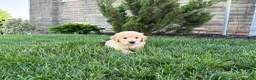 Golden Retriever dogs for sale: Bella - Ad 6