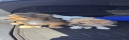 Mixed Breed dogs for sale: Stella - Ad 2