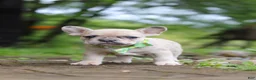 French Bulldog dogs for sale: Ace - Ad 7