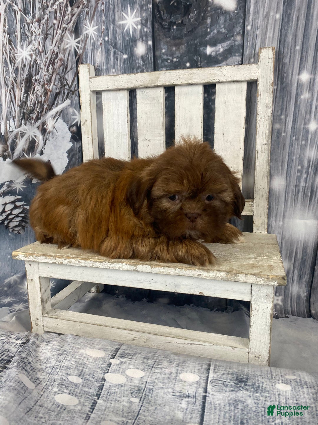 Shih Tzu dogs for sale: Pippin - Ad 5