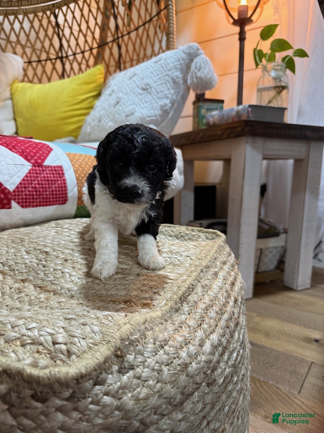 Cavapoo dogs for sale: Chase - Ad 4