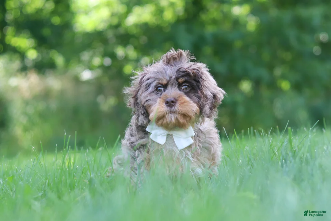 Cavapoo dogs for sale: Skipper - Ad 2