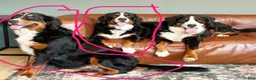 Bernese Mountain Dog dogs for sale: Bernese Mountain Dog Puppy 1 - Ad 8