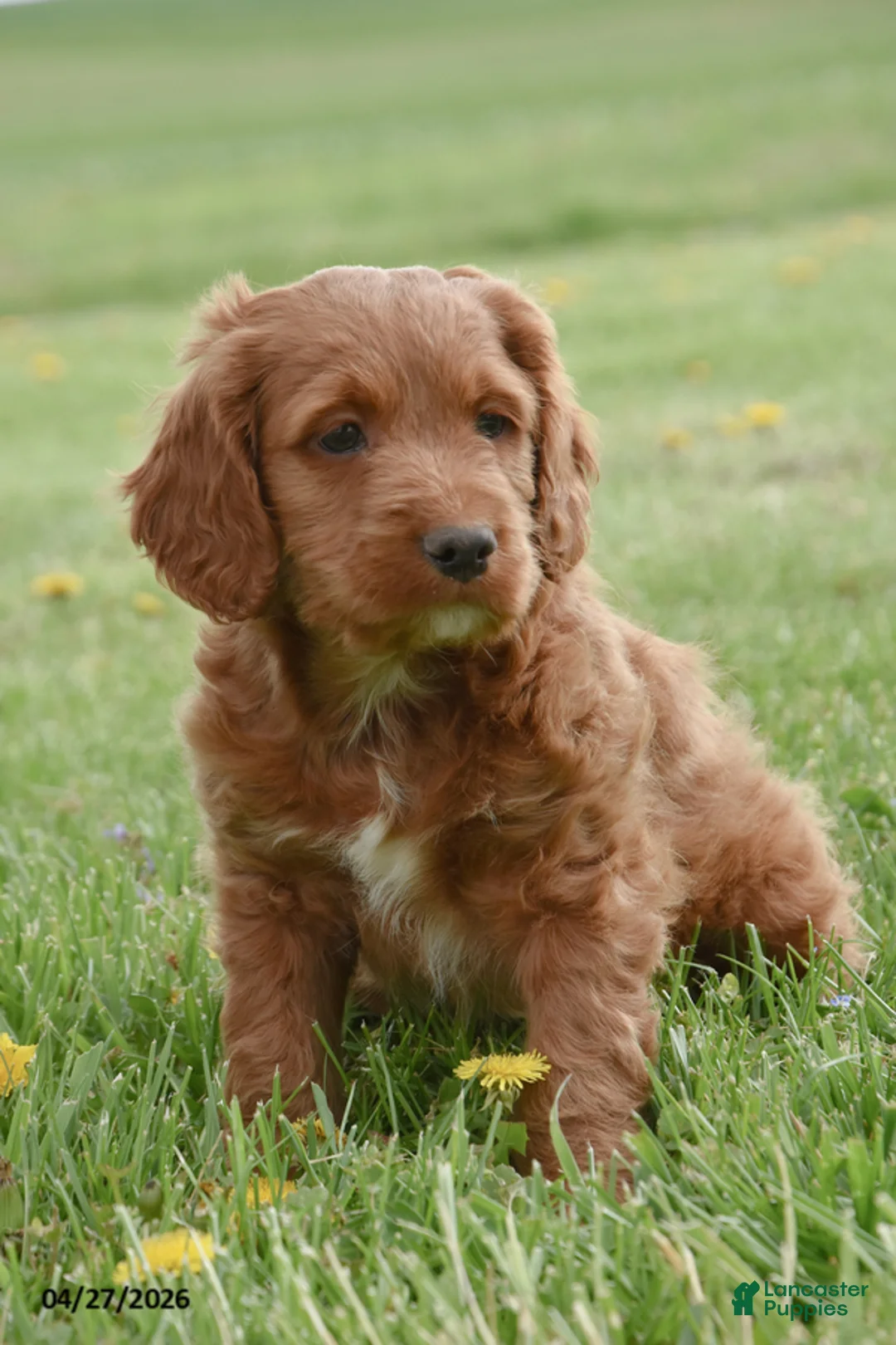 Cockapoo dogs for sale: Corbin - Ad 3