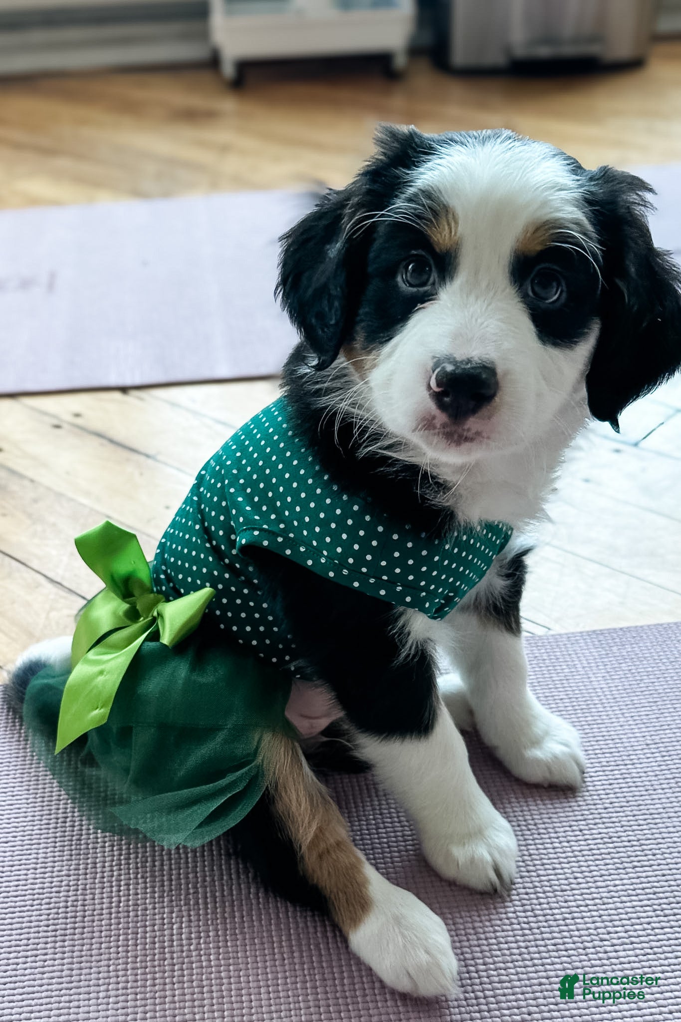 Mixed Breed dogs Oats - Ad 2