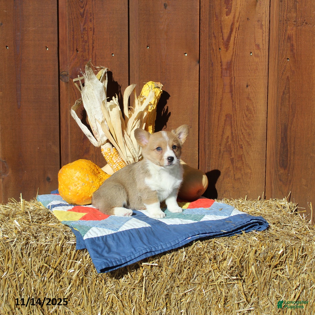 Welsh Corgi Pembroke dogs for sale: Macy - Ad 4