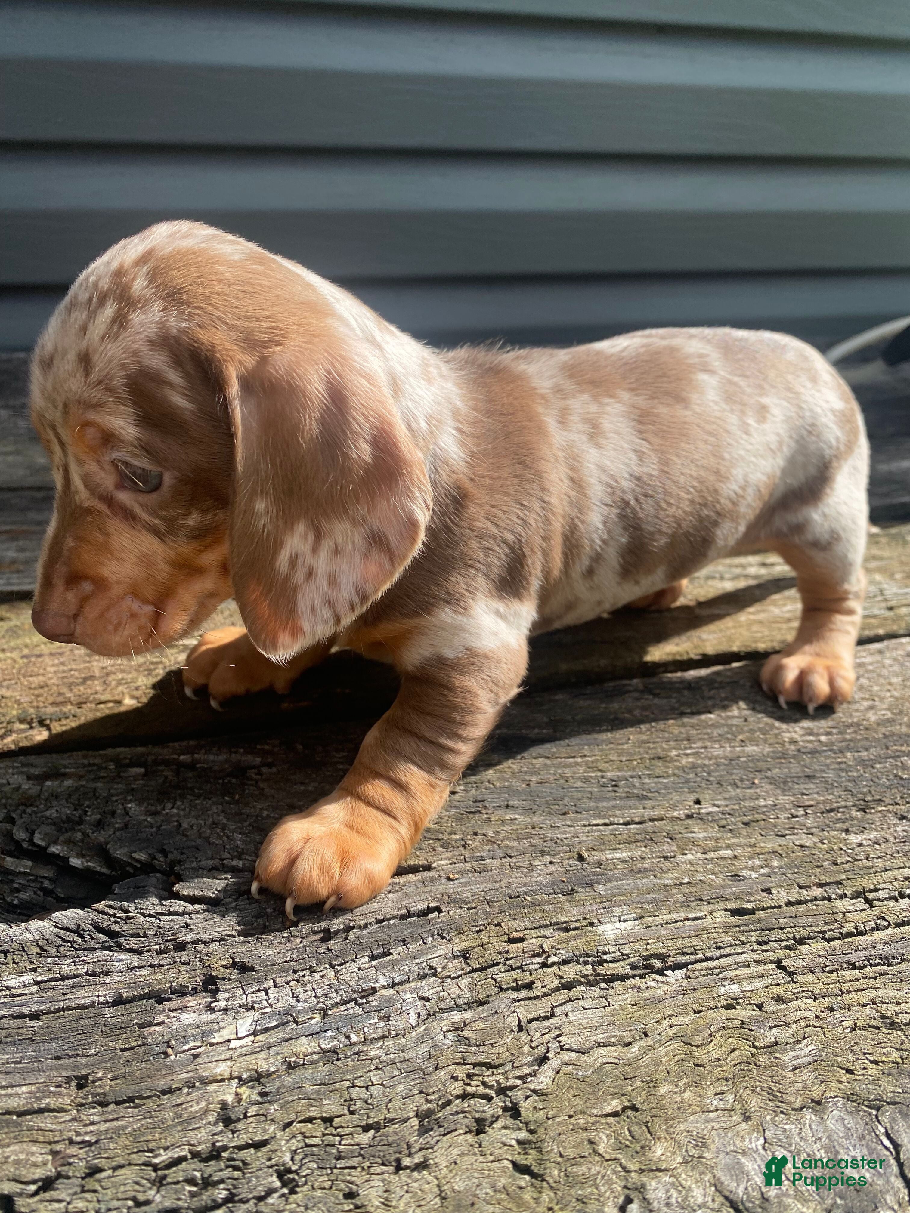 Miniature Dachshund dogs Dolly - Ad 2