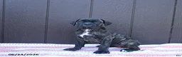 Cane Corso dogs for sale: Carmen - Ad 3