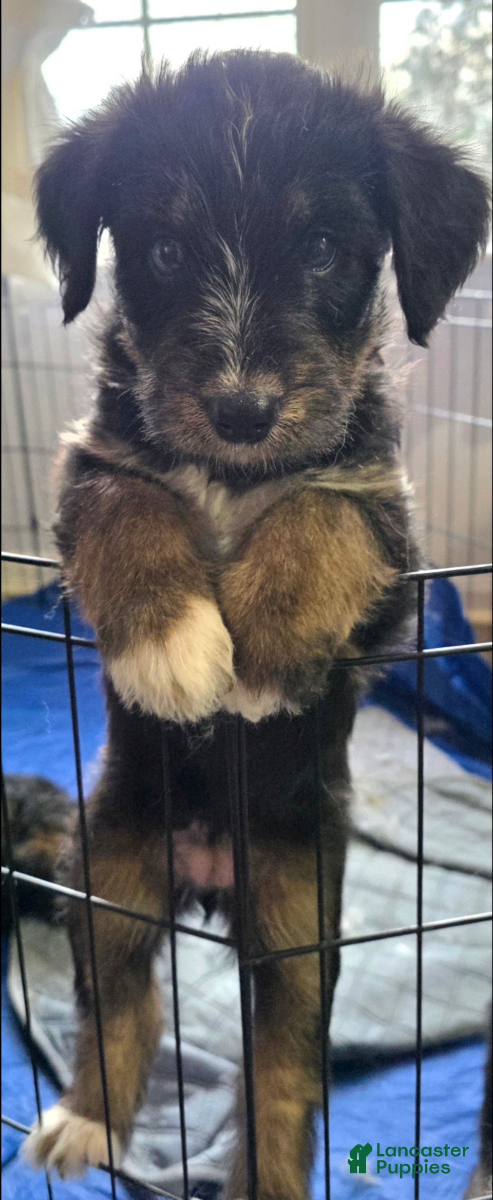 Huskipoo dogs Raja - Ad 2