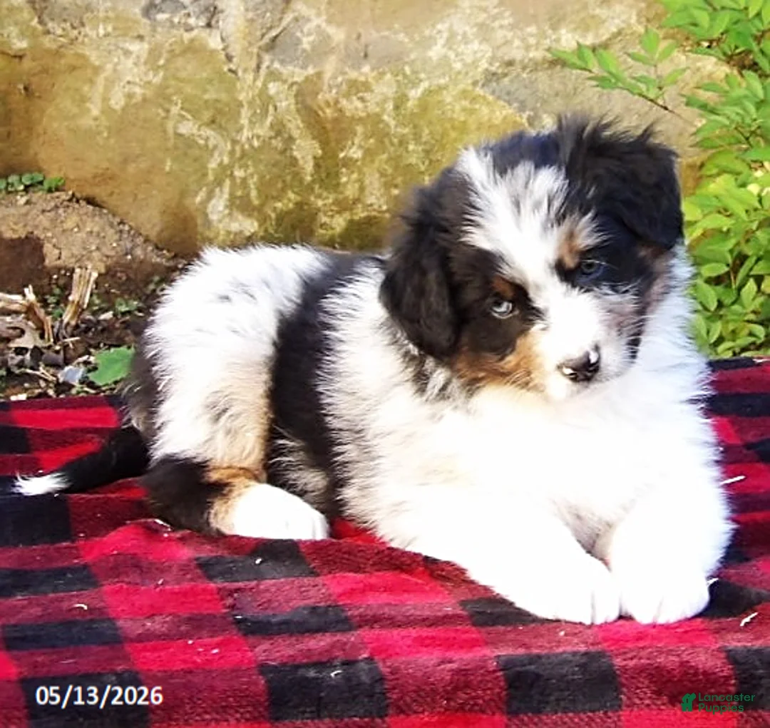 Australian Shepherd dogs for sale: Dawn - Ad 1