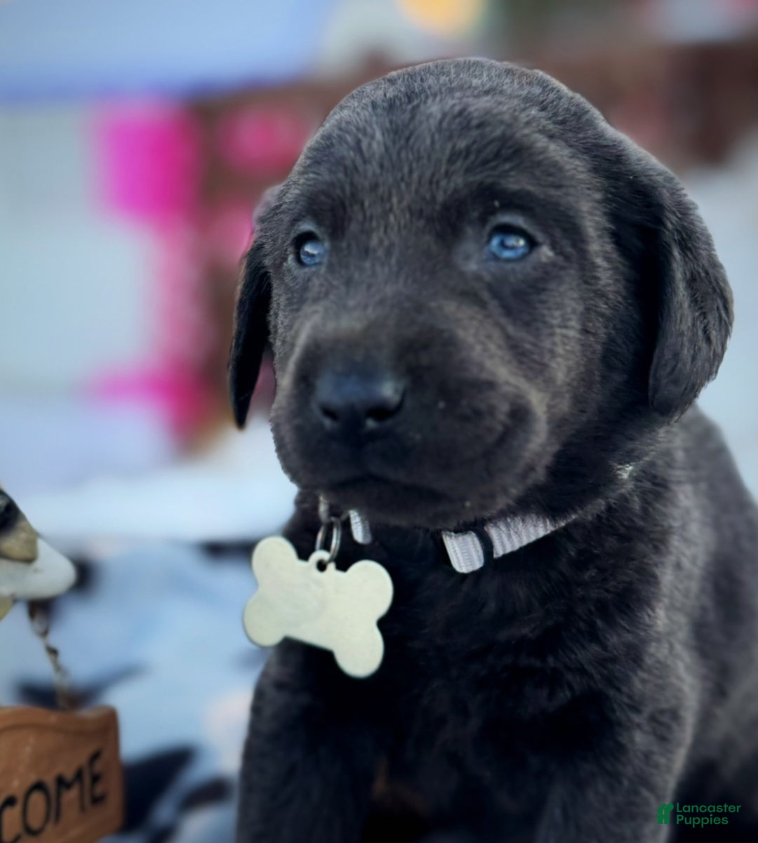 Labrador Retriever dogs for sale: Labrador Retriever Puppy 1 - Ad 3