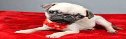 Pug dogs for sale: Tigana - Ad 1