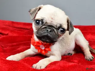 Pug dogs Tigana - Ad 1