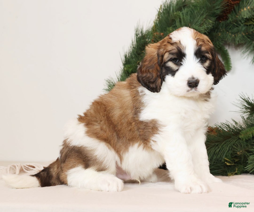 Saint Berdoodles dogs for sale: George - Ad 1