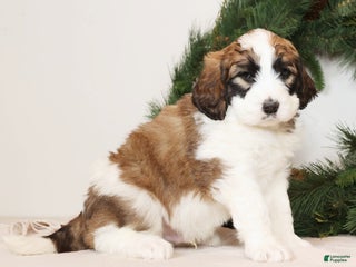 Saint Berdoodles dogs George - Ad 5