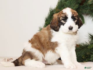 Saint Berdoodles dogs George - Ad 10