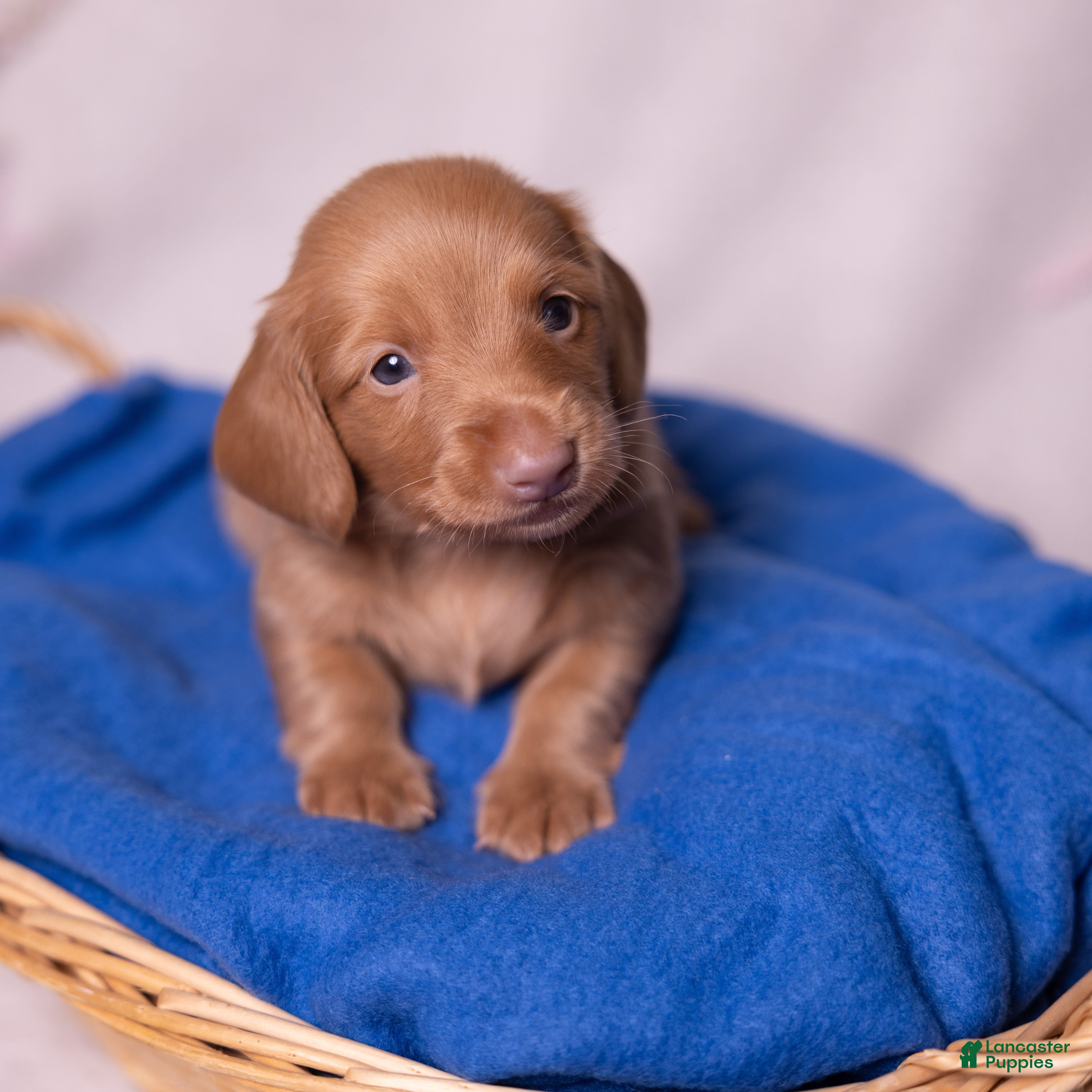 Miniature Dachshund dogs Peanut - Ad 1