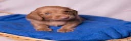 Miniature Dachshund dogs for sale: Peanut - Ad 1