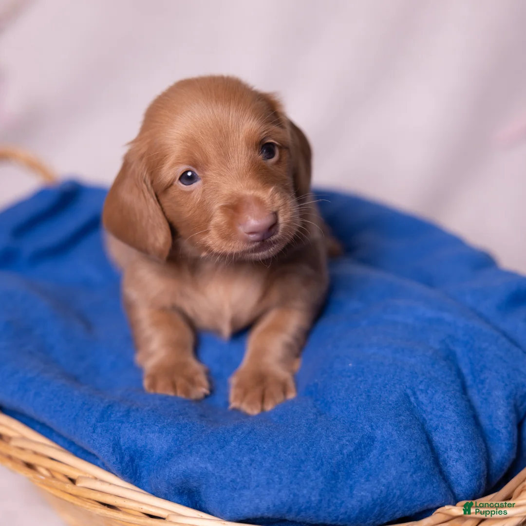 Miniature Dachshund dogs for sale: Peanut - Ad 1