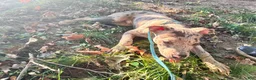 Mixed Breed dogs for sale: Mixed Breed 1 - Ad 3