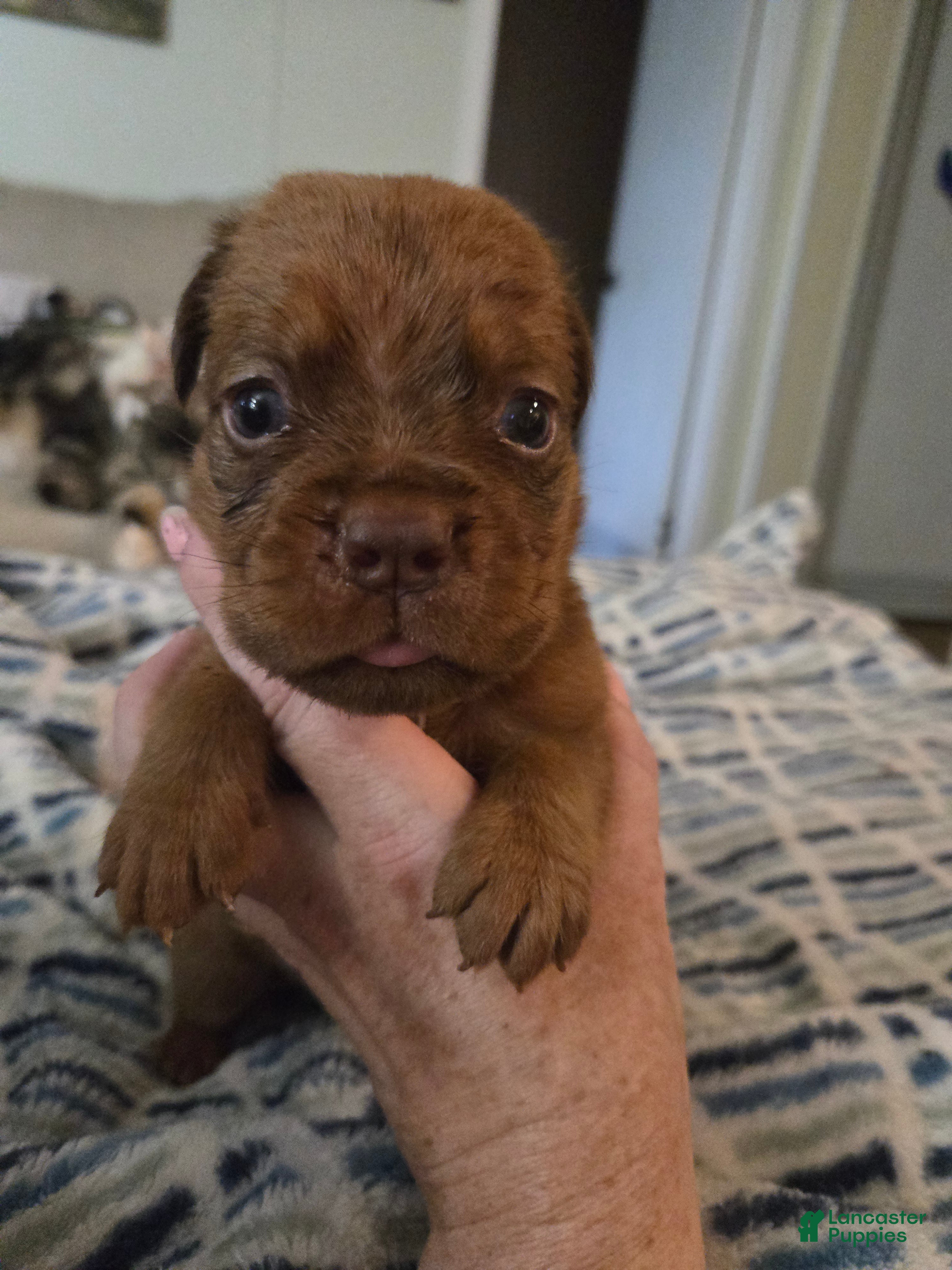 Bullmastiff dogs Purple Female - Ad 1