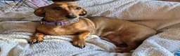 Miniature Dachshund dogs for sale: Miniature Dachshund 1 - Ad 2