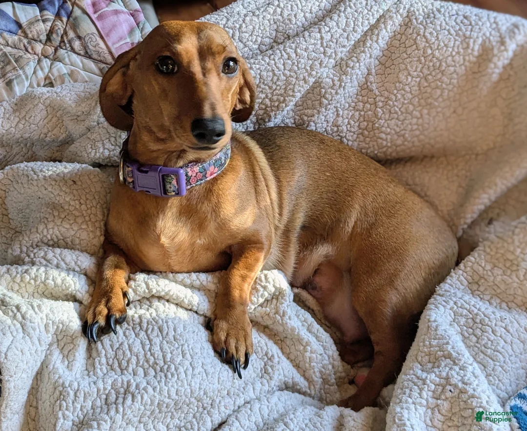 Miniature Dachshund dogs for sale: Miniature Dachshund 1 - Ad 2