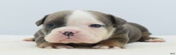 Mixed Breed dogs for sale: Duke mini bulldog  - Ad 5