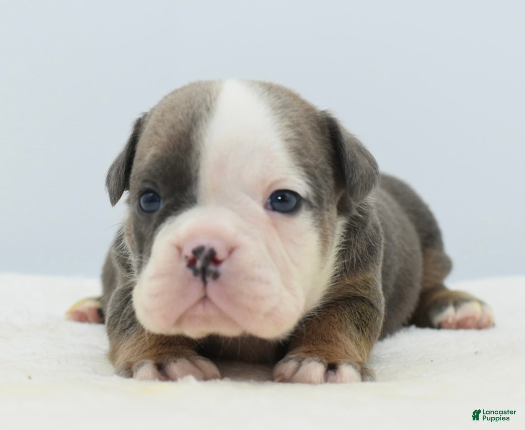 Mixed Breed dogs for sale: Duke mini bulldog  - Ad 5